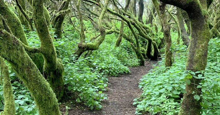 Bosque de laurisilva en La Llanía, El Hierro: descubre un paraíso natural