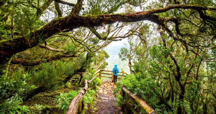 Descubre la belleza natural del Parque Nacional de Garajonay en La Gomera